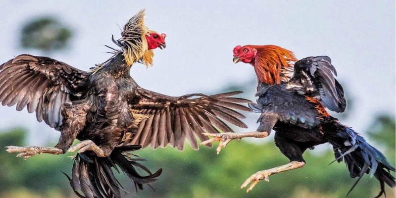 Hãy nắm chắc cách xác định thắng thua khi chơi để tăng tỷ lệ thắng cược