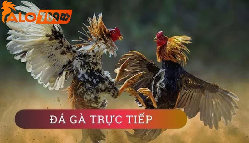 Xem livestream đá gà ALO789 sống động, chân thực 