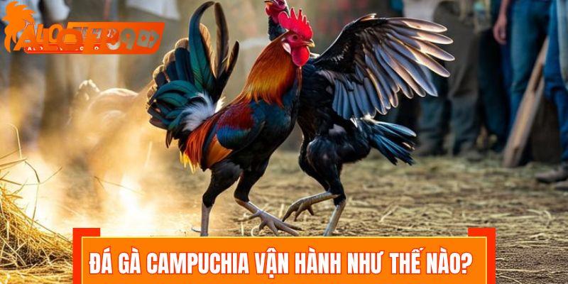Đá gà Campuchia được vận hành theo quy trình nào? 