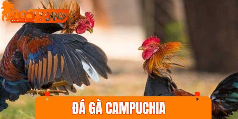 đá gà Campuchia